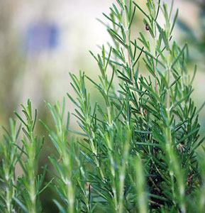 Herbe de romarin