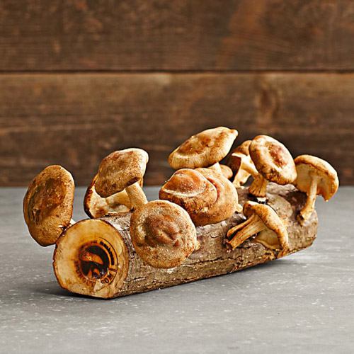 Champignons sur une bûche