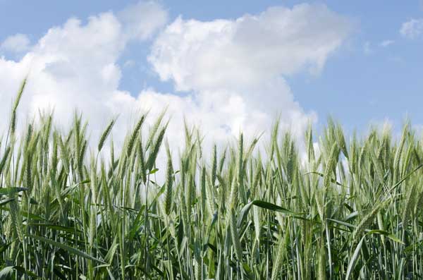 Ray-grass annuel