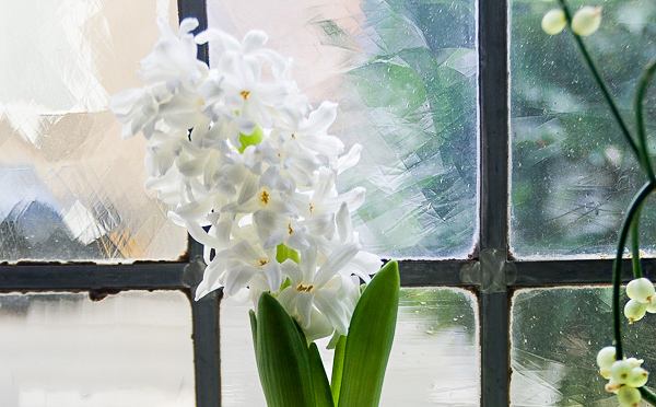 Faire pousser des jacinthes en vase