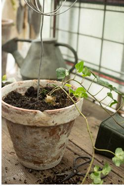 Lierre dans un pot avec un cadre