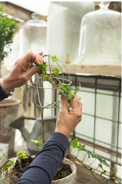 Formation de la couronne du topiaire