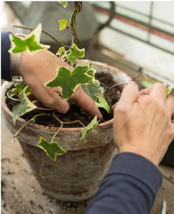 Transplantation du lierre