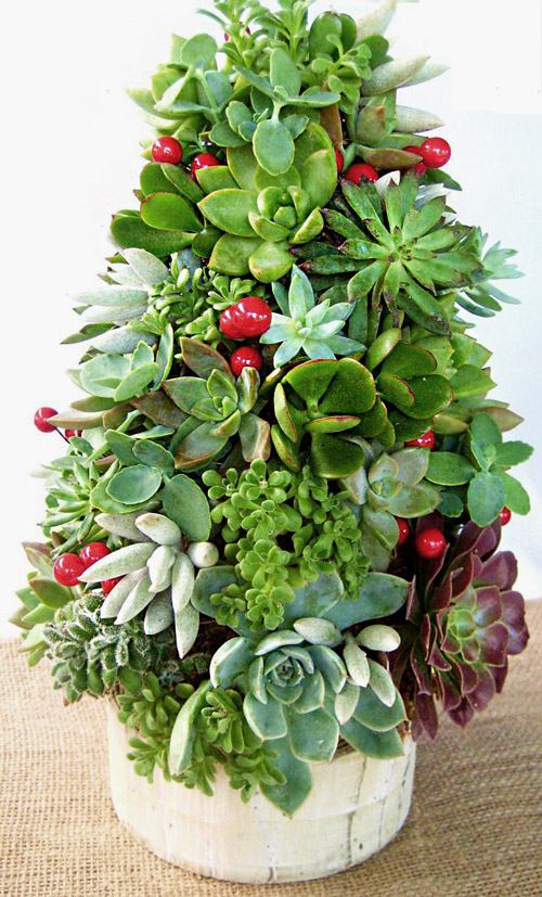 Topiaire vivant en succulentes