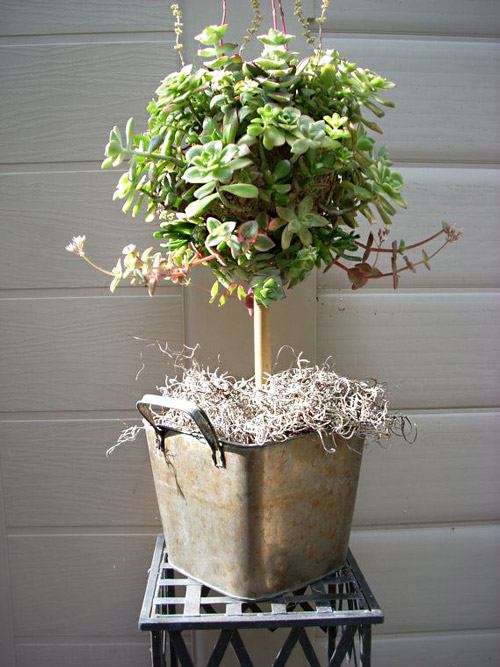 Topiaire avec des succulentes