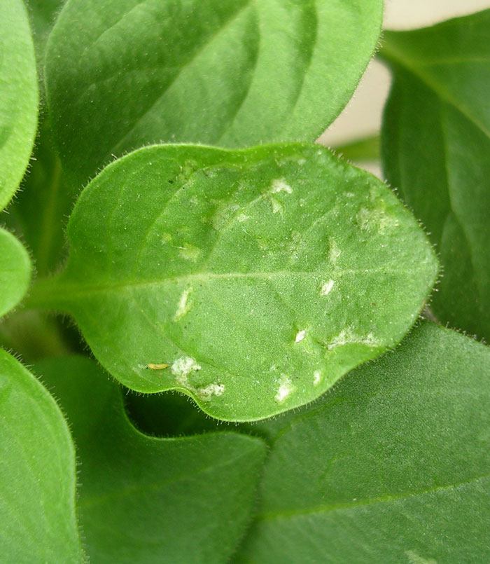 Virus-nécrose-taches-pétunia