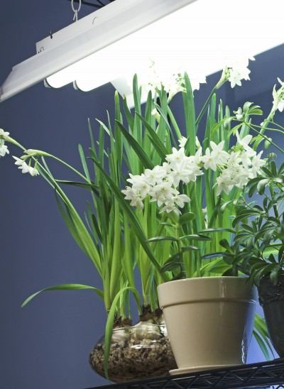 Éclairage supplémentaire pour les plantes