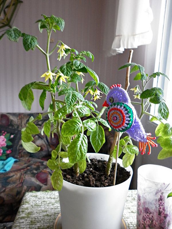 Tomates après l'hiver sur le rebord de la fenêtre Tomates après l’hiver