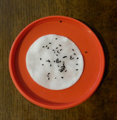 Qu'est-ce que la stratification des graines