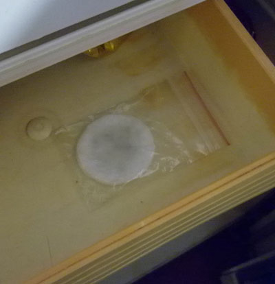 Stratification des graines à la maison