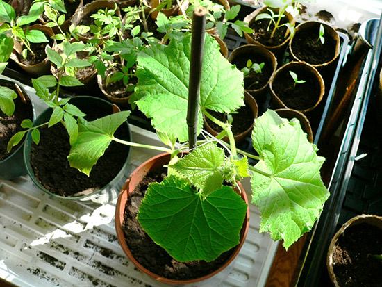 खिड़की की पट्टी पर खीरे