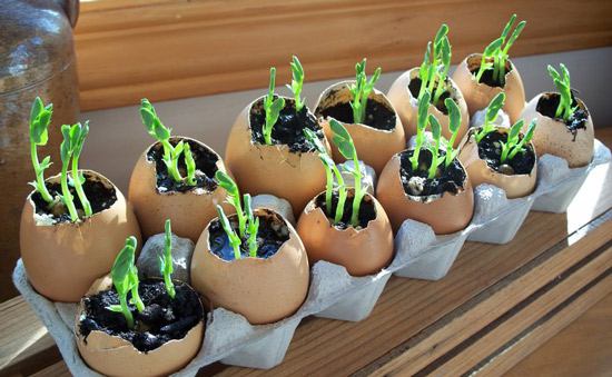 अंडे के छिलके में पौधा