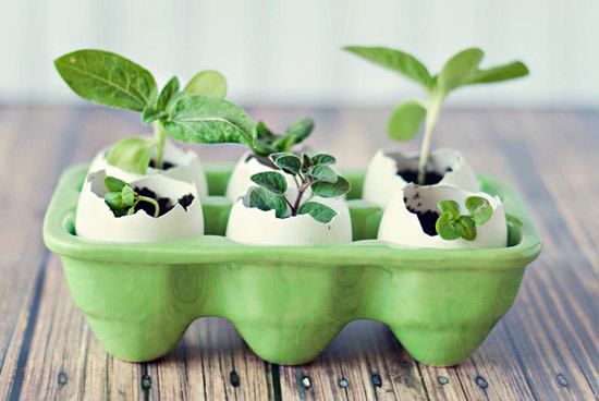 अंडे के छिलके में पौधा