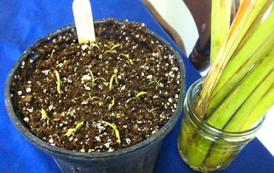 गमले में नींबू घास