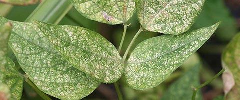 किल्ली से प्रभावित पत्तियाँ