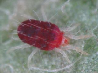 मकड़ी का किल्ली