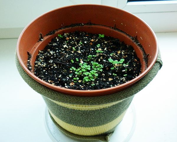 Druženac iz sjemena