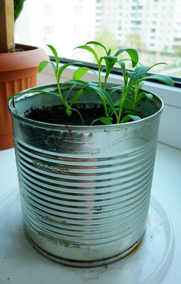 Tarkun estragon iz sjemena