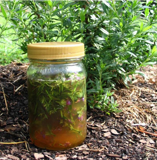 az izsóp tulajdonságai és előnyei