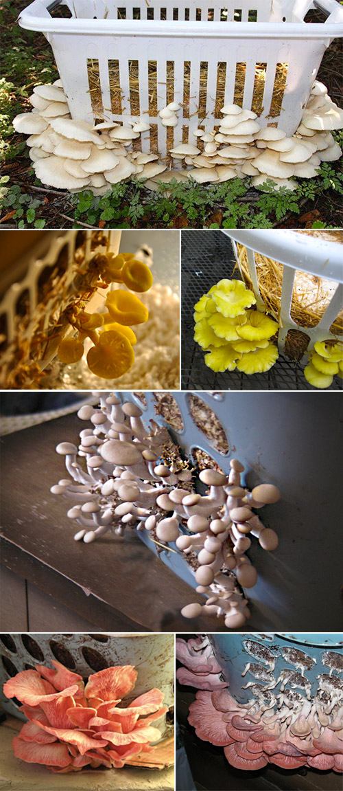 Gombák otthoni termesztésre, textilkosarakban. fűzfák a kosárban