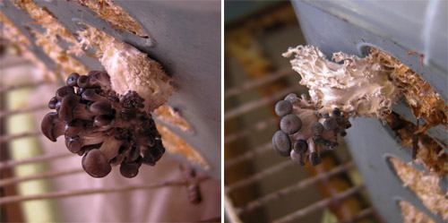 Gombabimbók. Gombabimbók