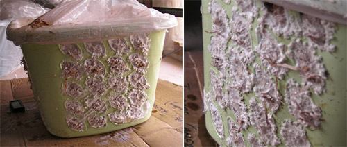 Így kell kinéznie a kosárnak, mielőtt eltávolítanád a zsákot. A mikélia felszívta a szalmát és készen áll a gyümölcsözésre. mikélia kolonizálás