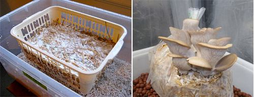 Öntözés a párás levegő révén a tálcában. gombák öntözése