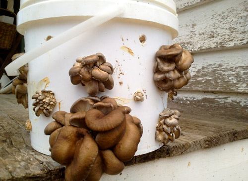 Fűzfák a vödörben fűzfát termesztünk textilkosárban