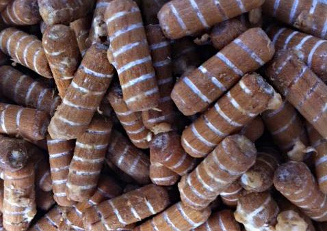 Micéliummal ellátott rudak micéliummal ellátott rudak