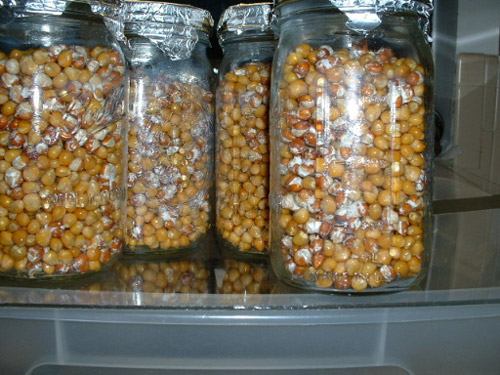 Мицелий на кукурузе (попкорн) gabona micélium