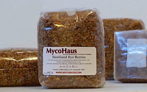 Micélium rozs szemeken gabona micélium