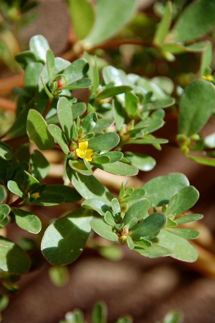 Portulák virágzás