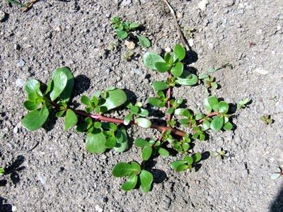 Portulák kertészeti