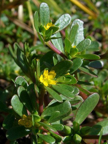 Portulák kertészeti