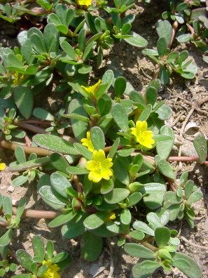 Portulák virágzás