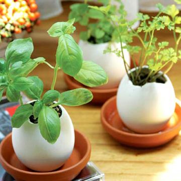 Palánta a szilárdban