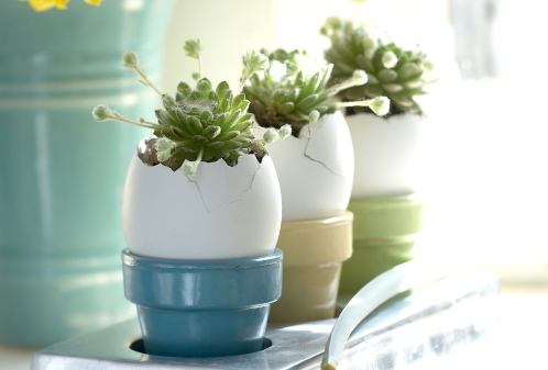 Növények tojásszilárdban