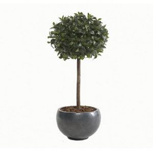Daun salam dalam pot