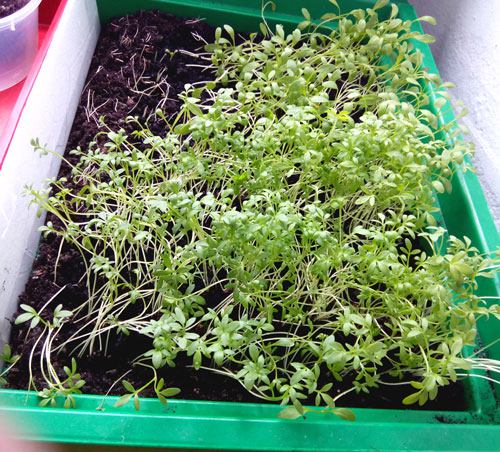 selada air setelah diolah dengan Fitocide selada air setelah diolah dengan Fitocide