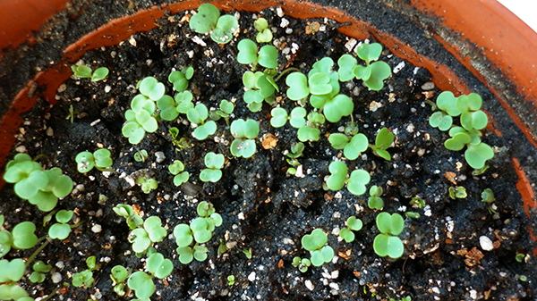 Rukola saya dalam pot menanam rukola dalam pot