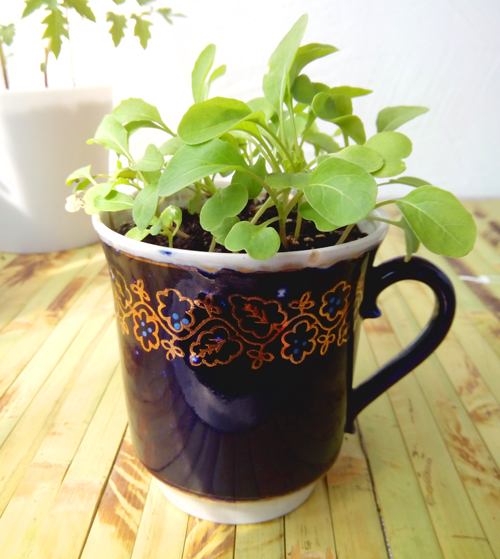 Руккола растет и в чашке. Смотрится очень мило))) rukola di ambang jendela