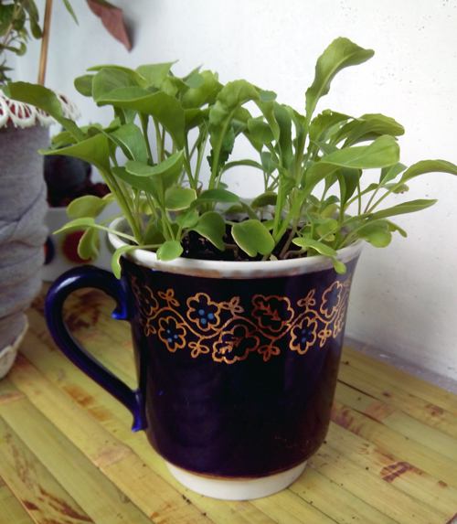 Rukola sudah bisa dimakan rukola dalam pot