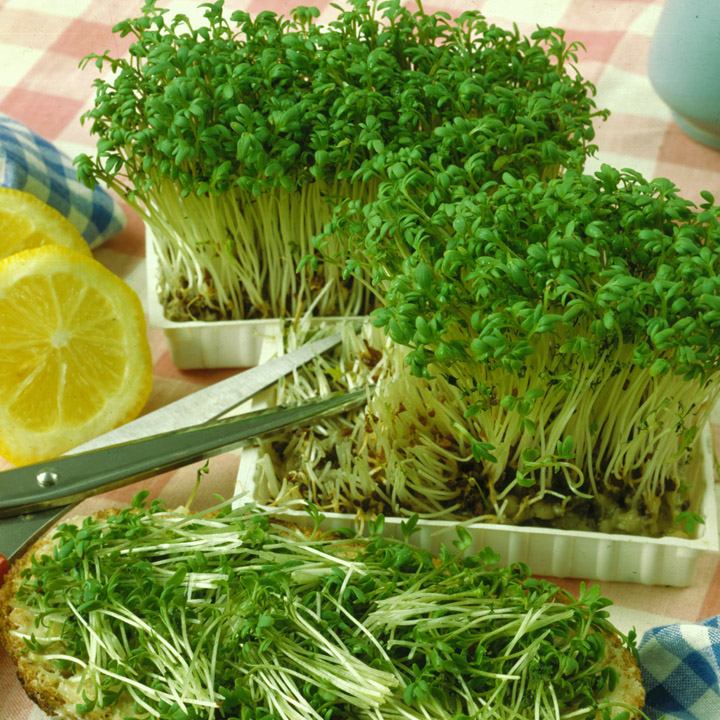 Kress-salat