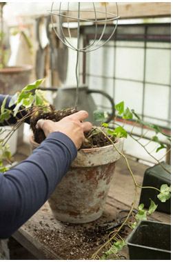 Pemindahan tanaman ivy