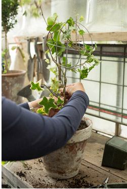 Pembentukan mahkota topiari