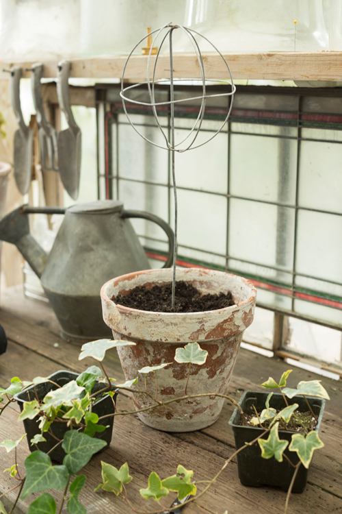 Bahan untuk membuat topiari hidup.