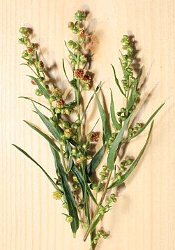 Estragone in fiore