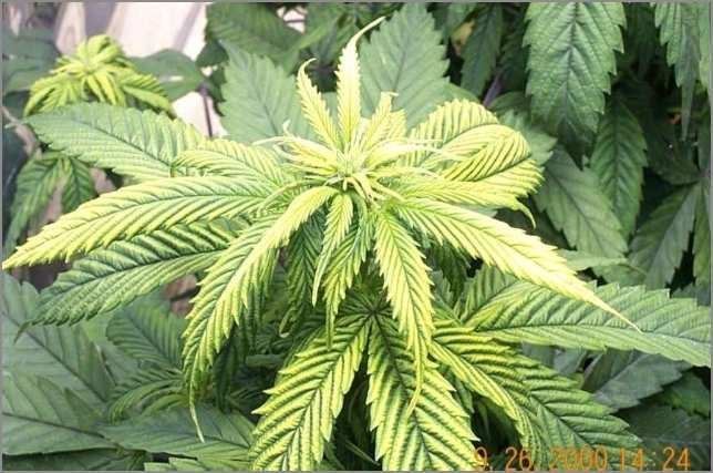 植物の亜鉛欠乏
