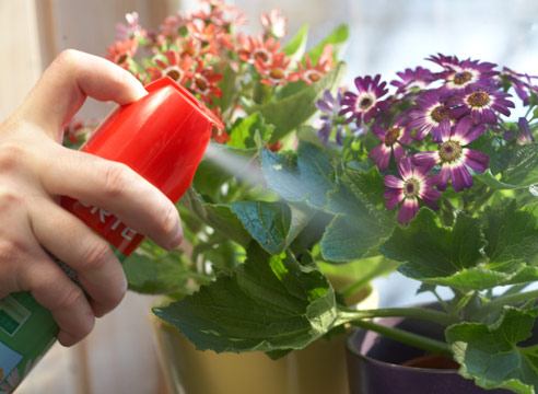 植物の治療