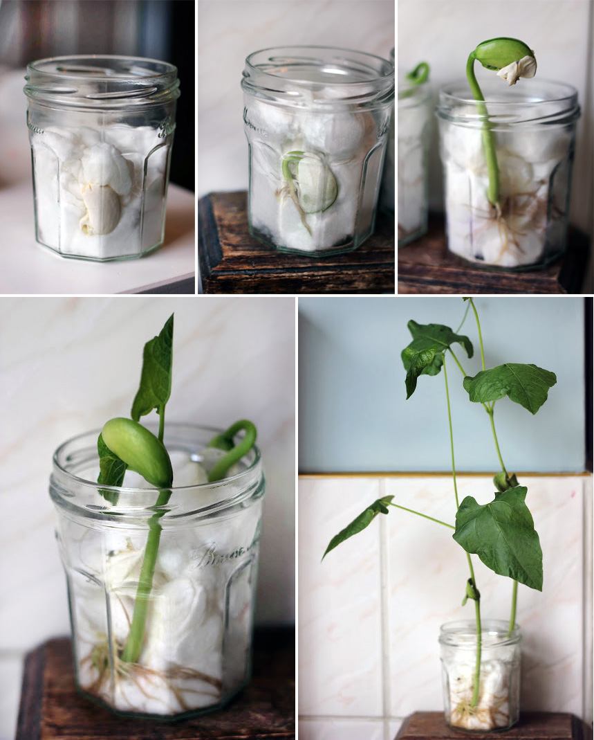 子供たちと一緒の窓辺菜園